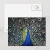 Peacock Briefkaart (Voorkant / Achterkant)