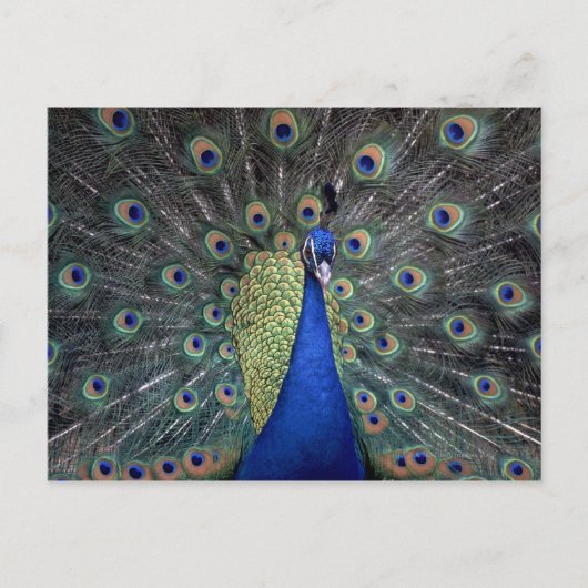 Peacock Briefkaart (Voorkant)