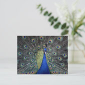 Peacock Briefkaart (Staand voorkant)