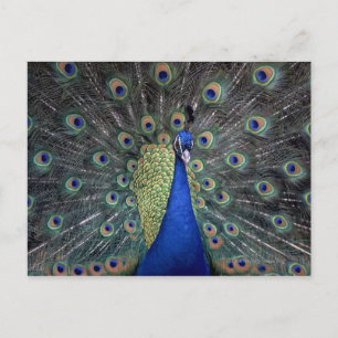 Peacock Briefkaart
