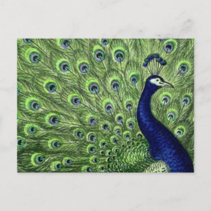  Peacock Briefkaart