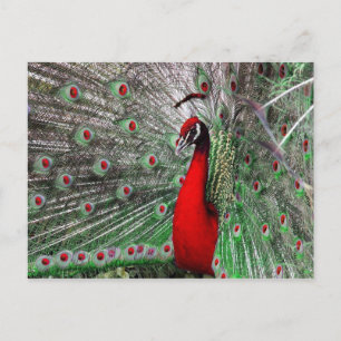 Peacock Briefkaart
