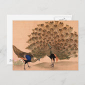  Peacock Briefkaart (Voorkant / Achterkant)