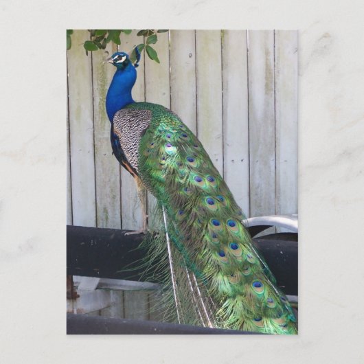 Peacock Briefkaart (Voorkant)