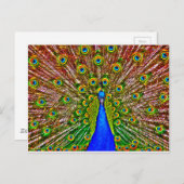 Peacock Briefkaart (Voorkant / Achterkant)