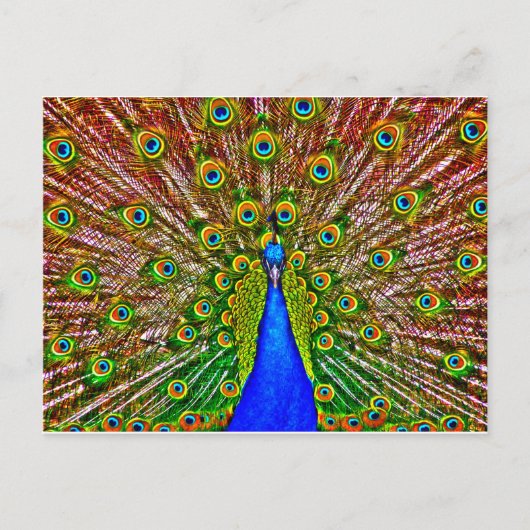 Peacock Briefkaart (Voorkant)