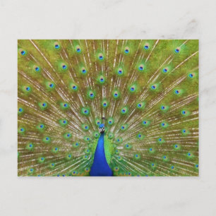 Peacock Briefkaart