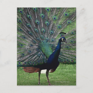 Peacock Briefkaart