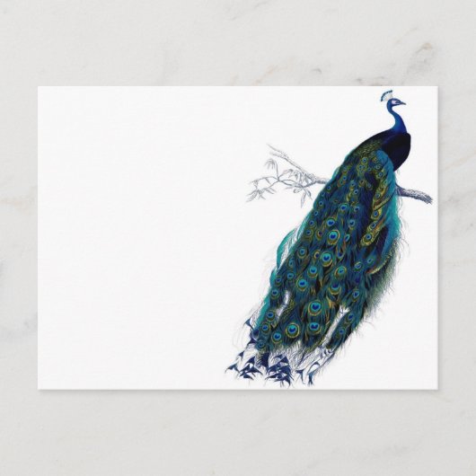  Peacock Briefkaart (Voorkant)