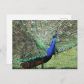 Peacock briefkaart (Voorkant / Achterkant)