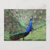 Peacock briefkaart (Voorkant)