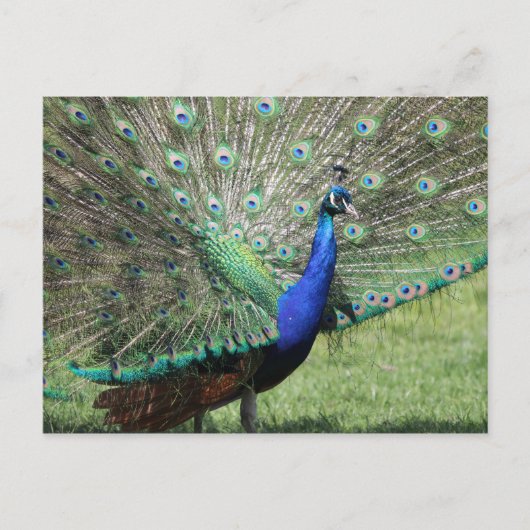 Peacock briefkaart (Voorkant)