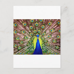 PEACOCK BRIEFKAART