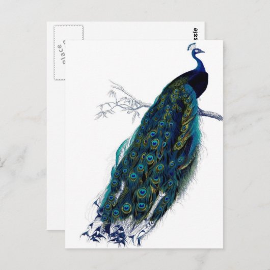  Peacock Briefkaart (Voorkant / Achterkant)