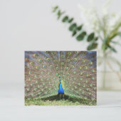Peacock Briefkaart (Staand voorkant)