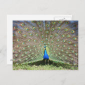 Peacock Briefkaart (Voorkant / Achterkant)