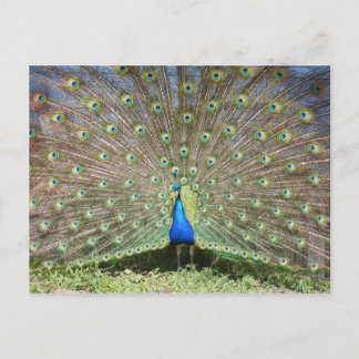 Peacock Briefkaart