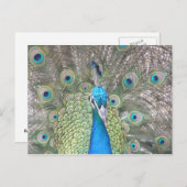 Peacock Briefkaart (Voorkant / Achterkant)