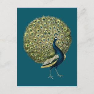  Peacock Briefkaart