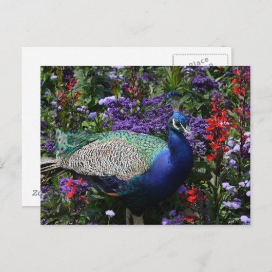 Peacock Briefkaart (Voorkant / Achterkant)