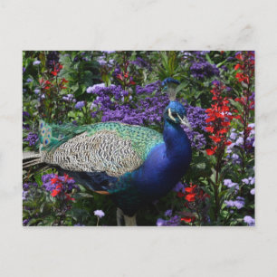 Peacock Briefkaart