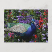 Peacock Briefkaart (Voorkant)
