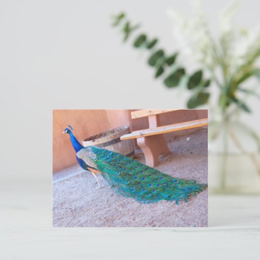 Peacock-Briefkaart Briefkaart (Staand voorkant)