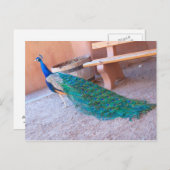 Peacock-Briefkaart Briefkaart (Voorkant / Achterkant)