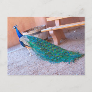 Peacock-Briefkaart Briefkaart