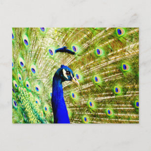 Peacock-Briefkaart Briefkaart