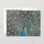 Peacock-Briefkaart Briefkaart (Voorkant / Achterkant)