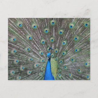 Peacock-Briefkaart Briefkaart