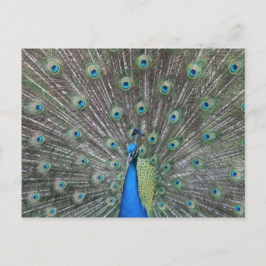 Peacock-Briefkaart Briefkaart (Voorkant)