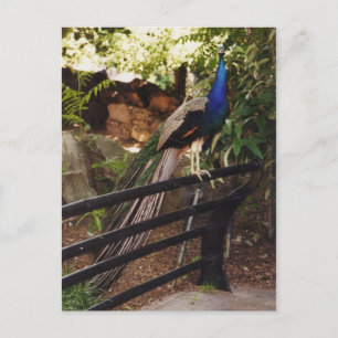 Peacock-Briefkaart Briefkaart