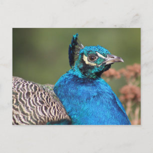 Peacock-Briefkaart Briefkaart