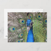 Peacock-Briefkaart Briefkaart (Voorkant / Achterkant)