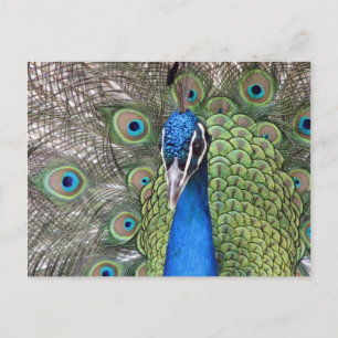 Peacock-Briefkaart Briefkaart