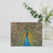 Peacock-Briefkaart Briefkaart (Staand voorkant)
