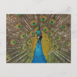 Peacock-Briefkaart Briefkaart