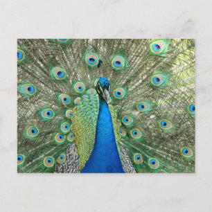Peacock-Briefkaart Briefkaart