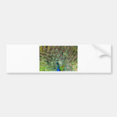 Peacock Bumpersticker (Voorkant)