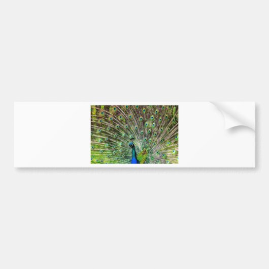 Peacock Bumpersticker (Voorkant)
