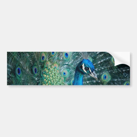 Peacock, bumpersticker (Voorkant)