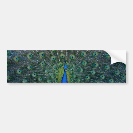 Peacock, bumpersticker (Voorkant)
