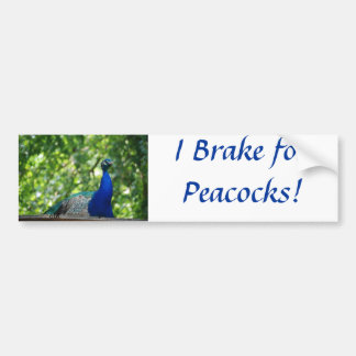 Peacock Bumpersticker