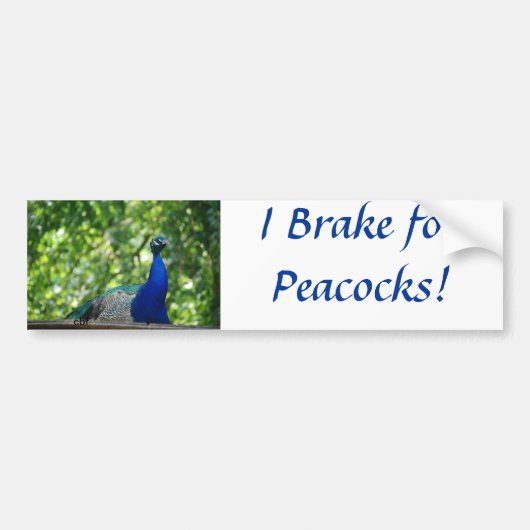 Peacock Bumpersticker (Voorkant)