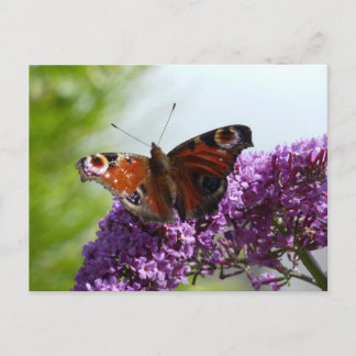 Peacock Butterfly 2 Briefkaart