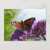 Peacock Butterfly 2 Briefkaart (Voorkant)
