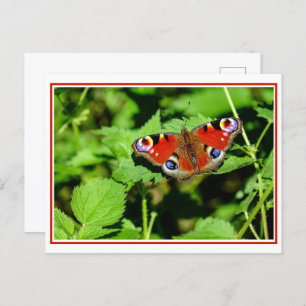 Peacock Butterfly Briefkaart