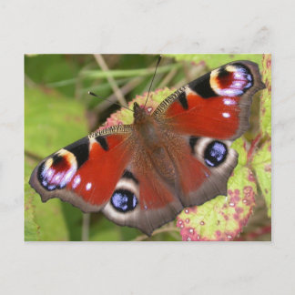 peacock Butterfly Briefkaart